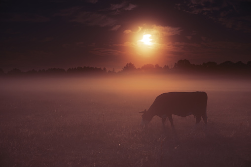 Mysterious Dark Landscape, Cow, Fog