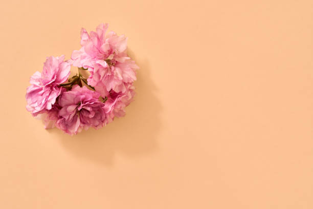 istock Pink kwanzan cherry blossom on orange background 1474513111