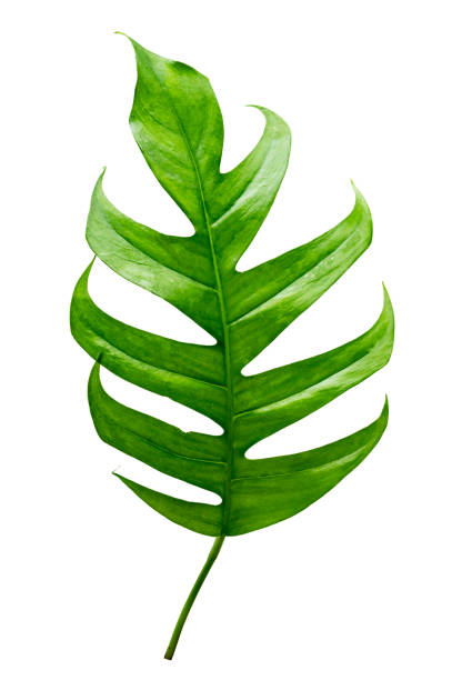 istock tropical jungle monstera leaves isolated on a white background 1474513193