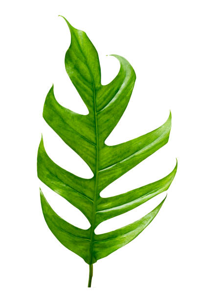 istock tropical jungle monstera leaves isolated on a white background 1474513205