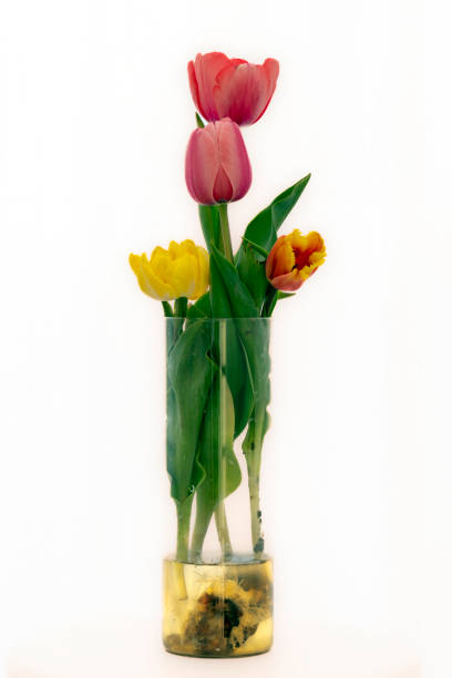 Freshly cut red orange tulips in a clear glass vase. stock photo
