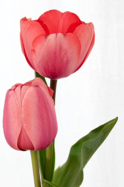 Freshly cut red orange tulips in a clear glass vase. stock photo