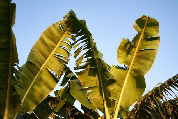 istock Tropical palm tree leaves against blue sky 1474515138