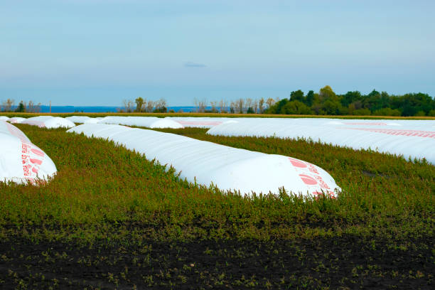 grain storage in the field in special polymer silo bags-sleeves of the company Plastar Belgorod, Russia - September 22, 2022: grain storage in the field in special polymer silo bags-sleeves of the company Plastar. Selective focus silo bag stock pictures, royalty-free photos & images