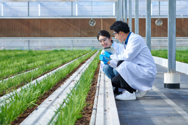 野菜温室で植物を視察する2人の研究者 - agriculture research science biology ストックフォトと画像