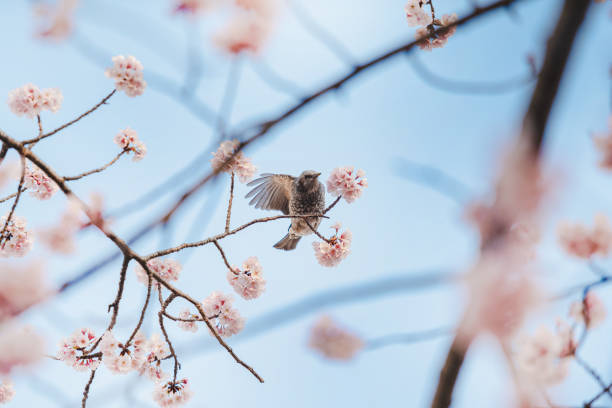 istock A little bird eats nectar from cherry blossoms (Sakura) on the tree under blue sky , Beautiful Sakura flowers during spring season in the park  Japan (Soft focus) 1474521985