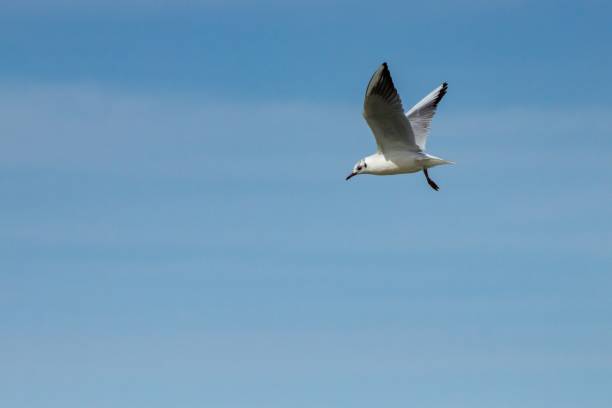 istock Gull Chroicocephalus ridibundus during flight 1474522172