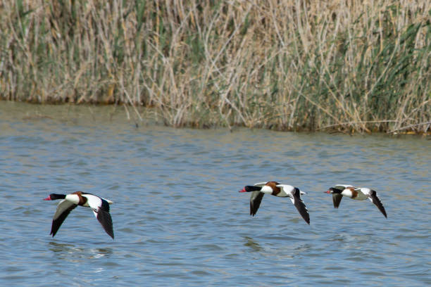 Three Tadorna tadorna flying over the water