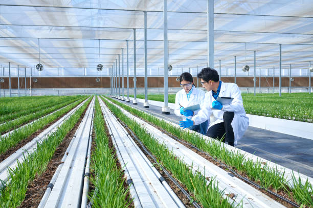 zwei forscher untersuchen pflanzen im gemüsegewächshaus - agriculture greenhouse research science stock-fotos und bilder