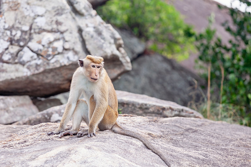 Pair of wild Proboscis monkeys makes love in the rainforest of island Borneo, Malaysia, close up