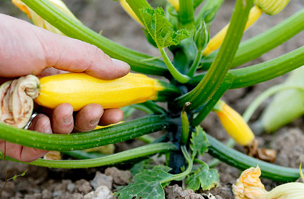 istock Picking Yellow Courgette on an Allotment. 147452672