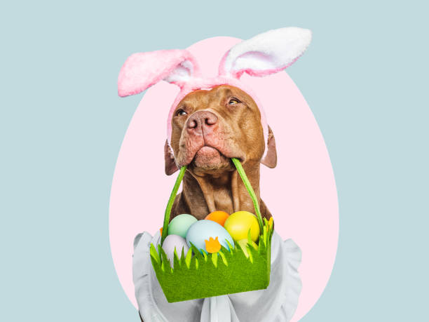 istock Lovable, pretty puppy and a basket of Easter eggs 1474527646