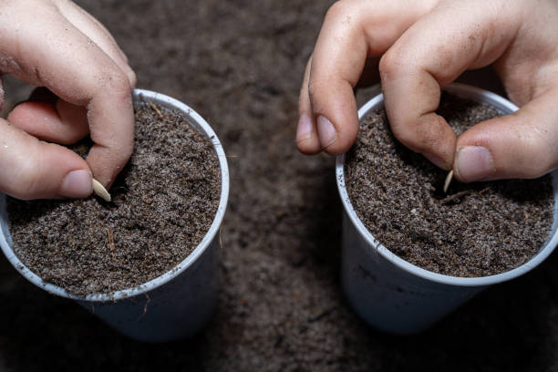 istock Children hands sow vegetables in cups with soil 1474528457