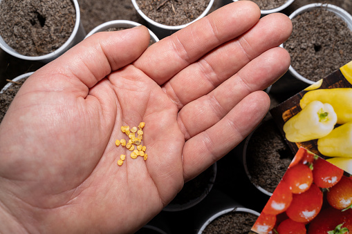 Male hand with paprika seeds and cups prepared with soil for sowing in the background