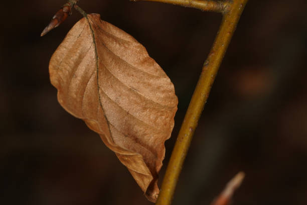 Close up of a brown dried beech leaf on the branch in the forest