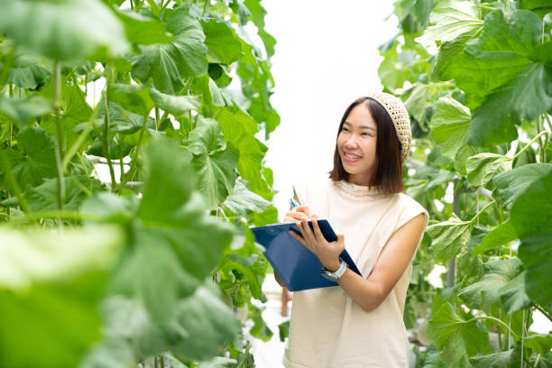 happy asian student woman study use smart technology computer and data in sweet melon, cantaloupe and water melon organic fresh fruit in farm agriculture business stock photo