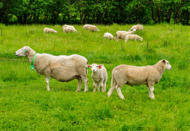 istock sheep on green pasture in the summer 1474529056