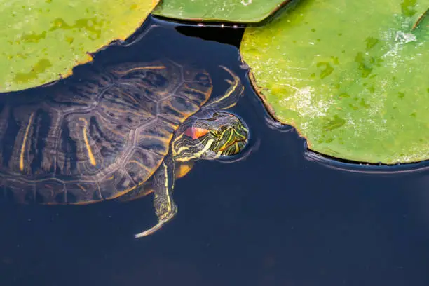 Photo of Red-eared aquatic turtle in the water of a city pond close-up. selective focus