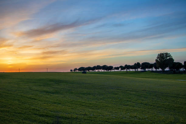 Field of cultivation at sunset