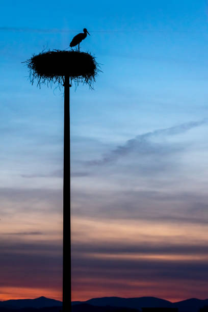 istock the silhouette of a stork 1474539117