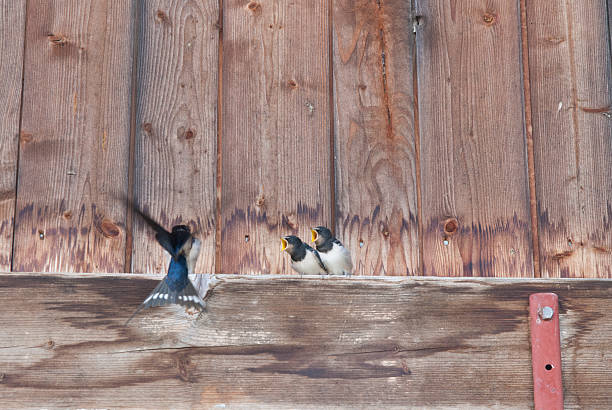 istock swallow family 147454544
