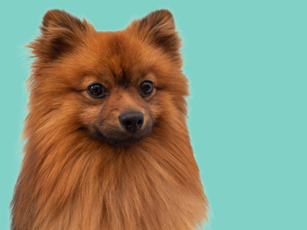 istock Red Spitz dog breed isolated on blue background. 1474548351