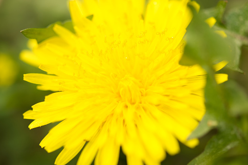 False dandelion (Hypochaeris radicata) native to Europe, blooming in a forest in California