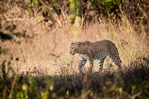 A walking leopard in Sri Lanka