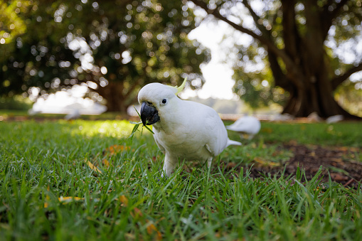 Sulphur crested cockatoo on the ground with grass in its beak.