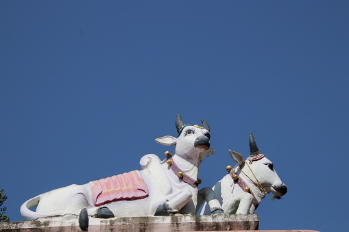 Sacred white cows at a Hindu temple