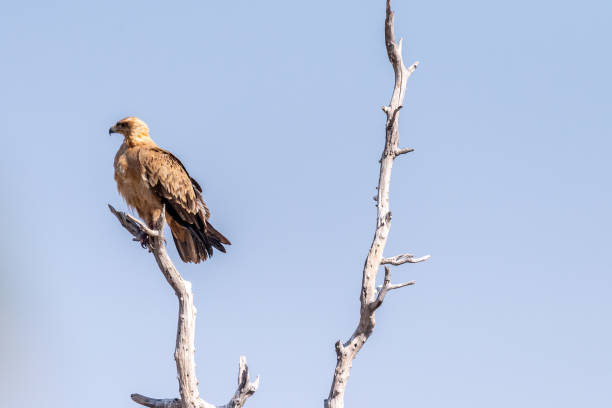 istock Tawny Eagle in Etosha 1474555091