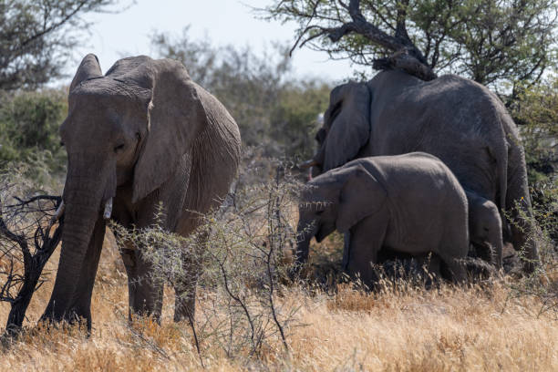 istock Elephant herd grazing in Etosha 1474555214