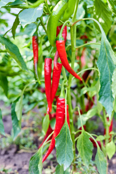 istock Red hot chilli peppers grows on a bush in the vegetable garden 1474557683