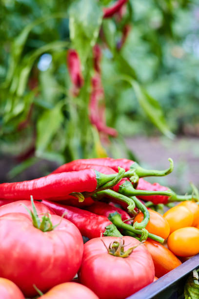 istock Freshly picked tomatoes and red hot chilli peppers in the garden in a plastic container 1474557688