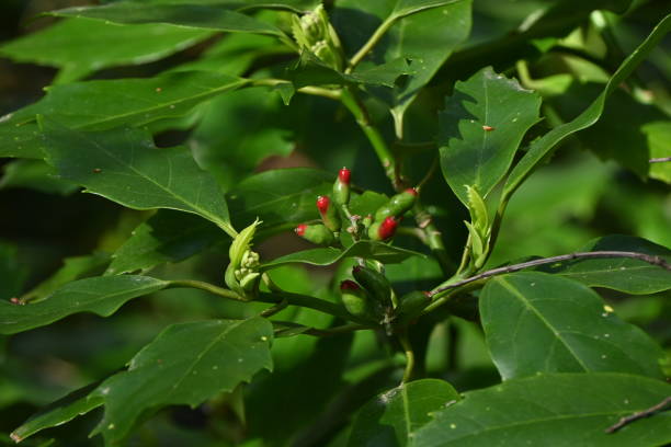 aucuba japonica. nativo do japão, arbusto dioico perene de aucubaceae. - loureiro do japão - fotografias e filmes do acervo