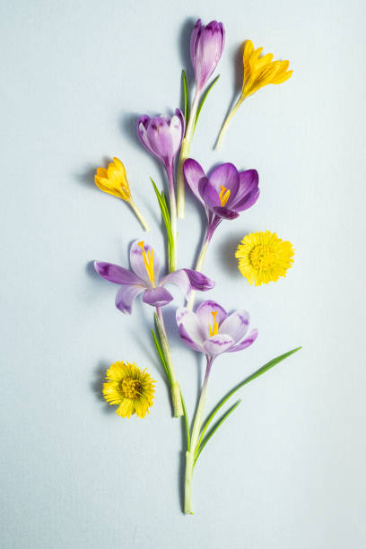 istock flower flat lay from different spring flowers. Top view and copy space 1474562267