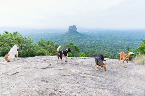 Four stray dogs stand on a rock with a panoramic view of Sigirya