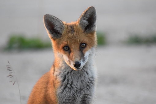 A young fox kit sitting in a yard with the reflection of the sun setting in its face.