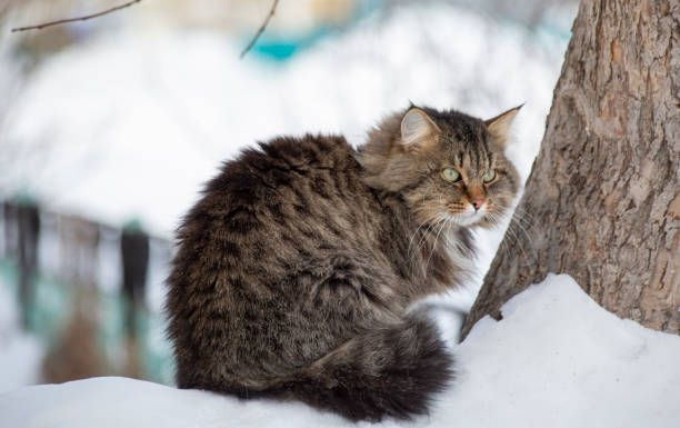 istock Striped fluffy cat in the snow on a sunny winter day 1474571263