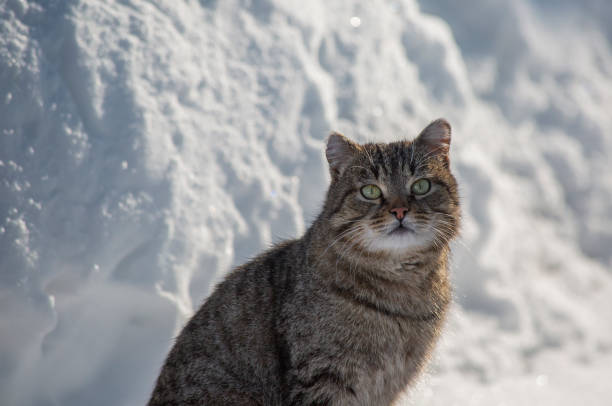 istock Striped fluffy cat in the snow on a sunny winter day 1474571268