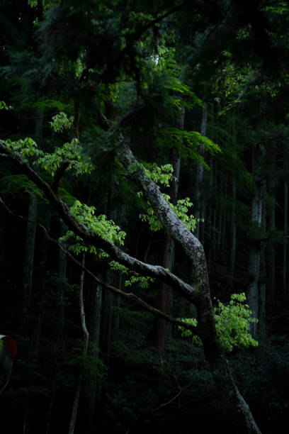 Trail, hiking, forest, mountain
