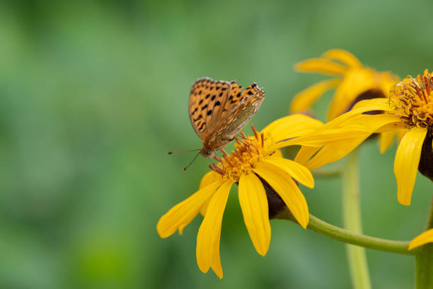 alpine plants and butterflies