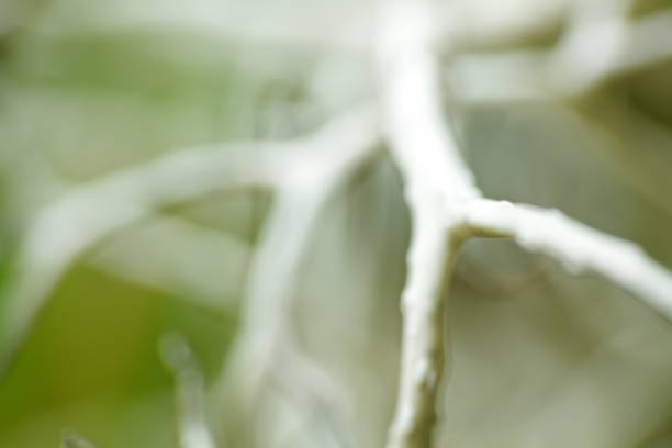 istock looks very scary micro landscapes 1474574173