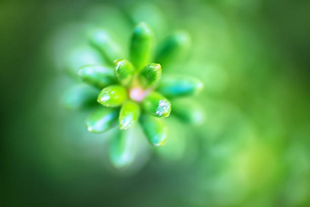 Wndow into world of ultra macro mountain tundra beyond Arctic circle.