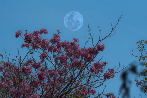 花の木の枝と空に満月。 - branch blossom flower peach tree ストックフォトと画像