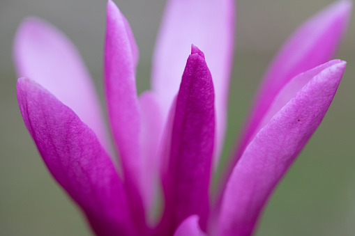 Violet petal flower with a blurred background