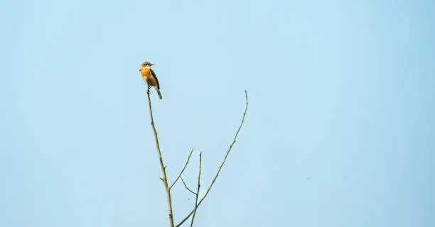 Photo of Siberian stonechat bird