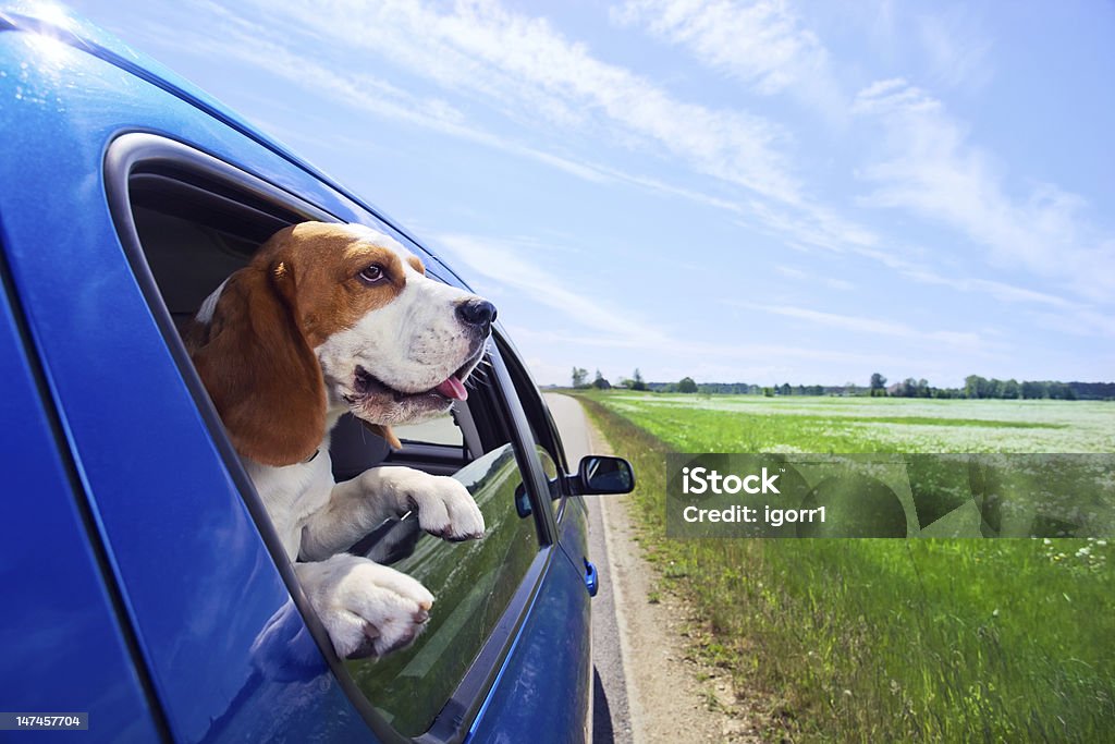 Beagle with head peaking outside of a blue car The cute beagle  travels in the blue car. Car Stock Photo