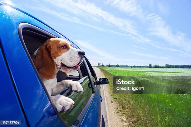 Beagle With Head Peaking Outside Of A Blue Car Stock Photo - Download Image Now - Car, Dog, Window