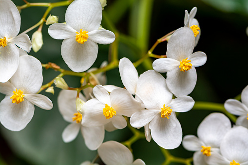 Begonia in spring blooms with very delicate white flowers. Semperflorence Super Olympia White.